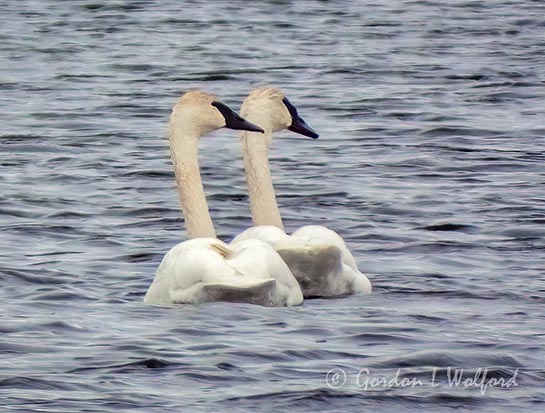 Synchronized Swans DSCN45421