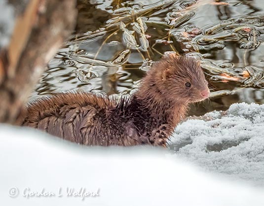 Wet Mink On Ice DSCN46234