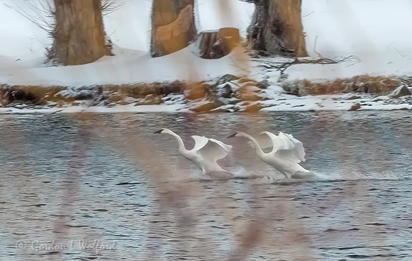 Landing Trumpeter Swans Seen Through Branches DSCN46202