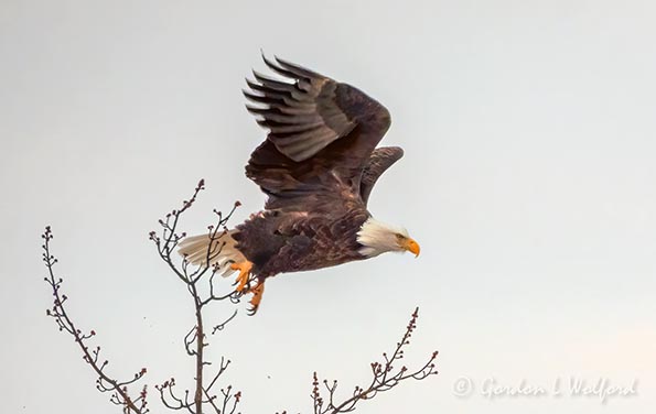 Bald Eagle Taking Flight DSCN47017