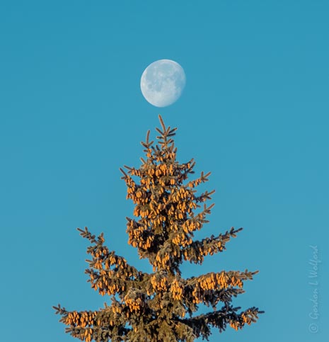 Spruced Up Moon DSCN47273