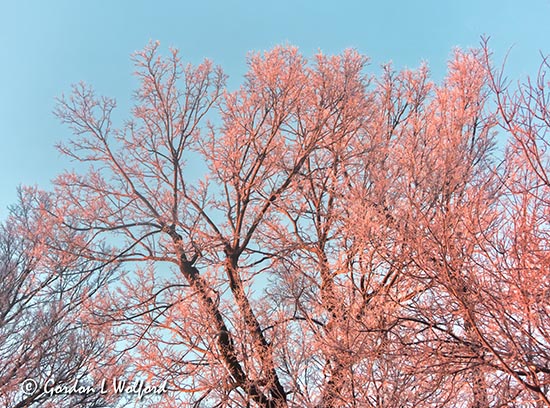 Pink Frost DSCN47226