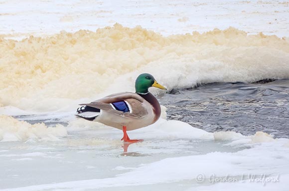 Foam Piled Beyond Mallard Standing On Snowy Ice DSCN49105