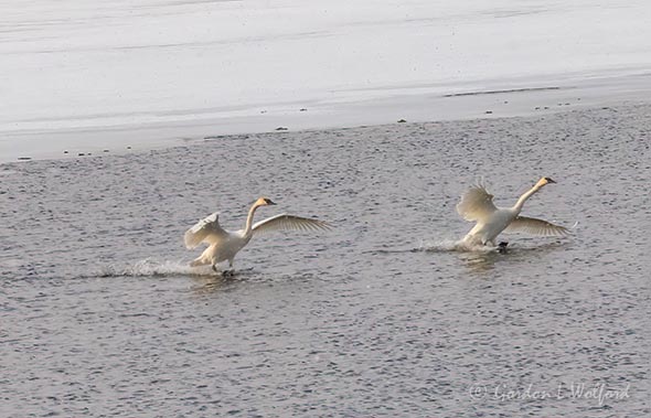 Two Trumpeter Swans Landing DSCN49380
