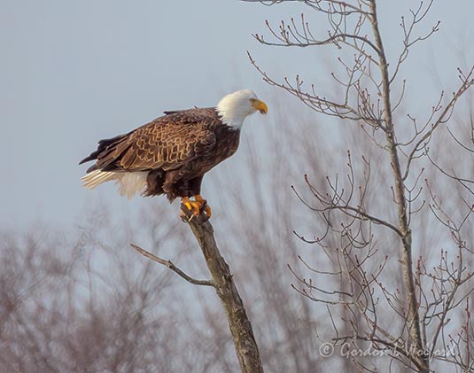 Bald Eagle Perched On A Broken Tree Limb DSCN49304