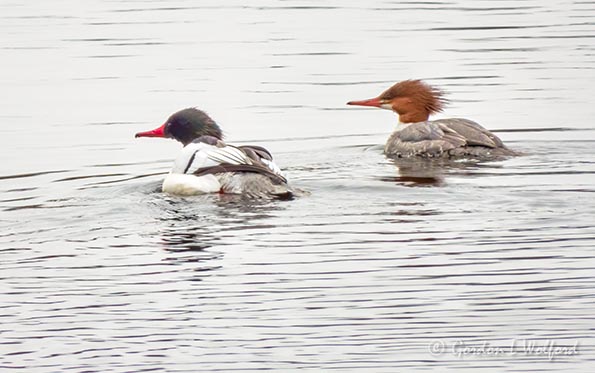 Mr & Ms Merganser DSCN49538