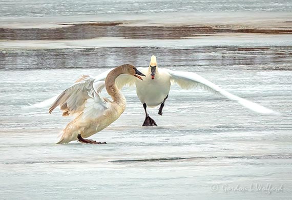 Trumpeter Swan Dispute DSCN49637