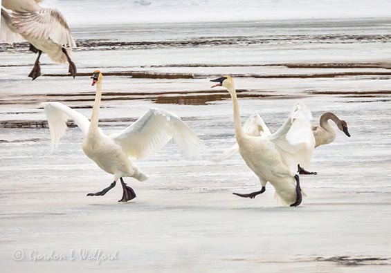 Trumpeter Swans Landing On Ice DSCN49623