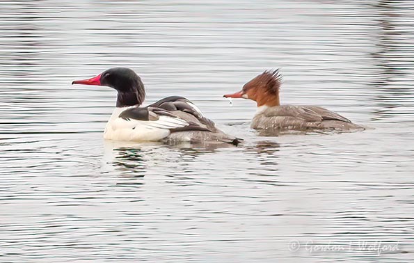 Mr & Dripping Ms Common Merganser DSCN49523