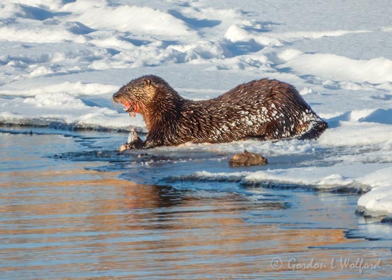 Snowy Otter At Breakfast DSCN49817