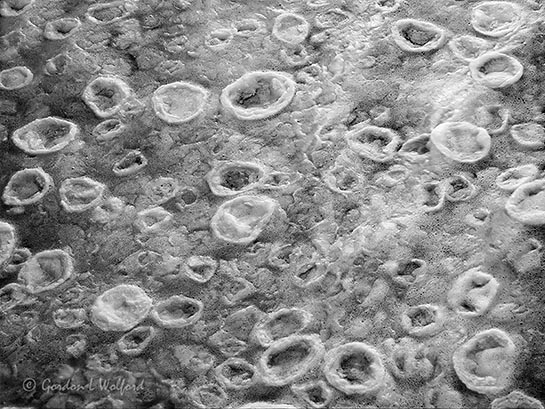 Natural Abstract DSCN50005