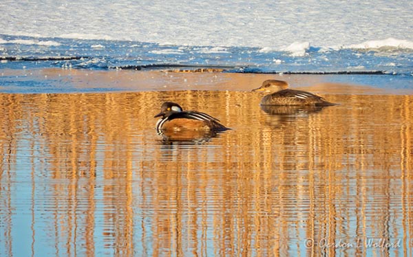 Mr & Ms Hooded Merganser DSCN50220