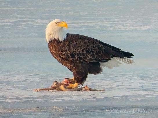 Bald Eagle On Ice With A Catch DSCN50494