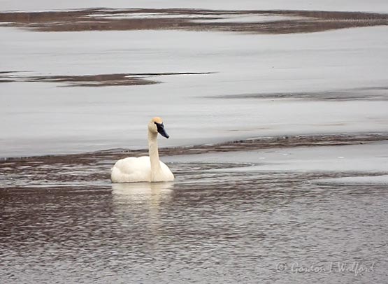Trumpeter Swan DSCN50926