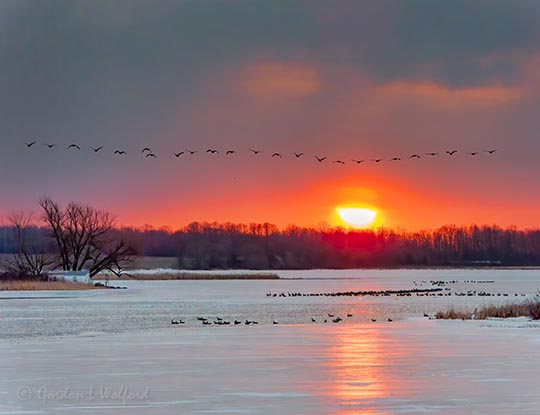 Migrating Geese At Sunrise DSCN51148