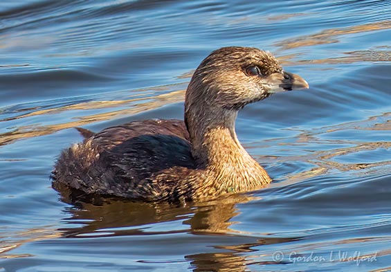 Pied-billed Grebe DSCN51229