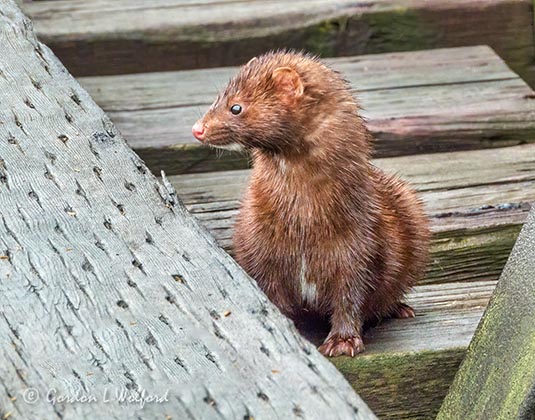 Musing Mink DSCN51538
