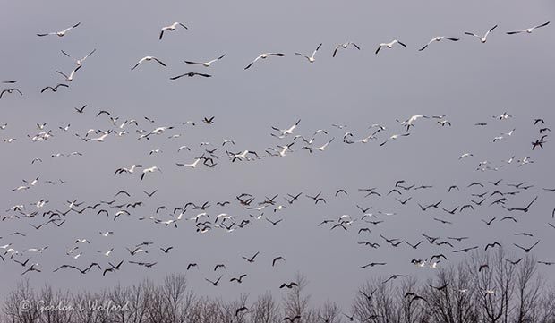 Snow & Canada Geese In Flight DSCN51622