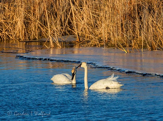 Two Trumpeter Swans Near Ice Shelf DSCN51664