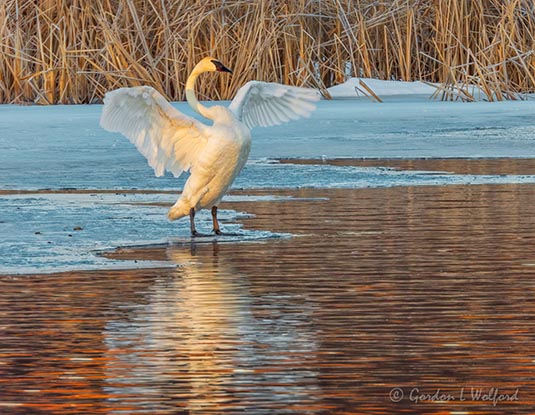Trumpeter Swan Stretching At Sunrise DSCN51944