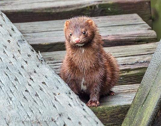 Wet Mink Stare Down DSCN51540