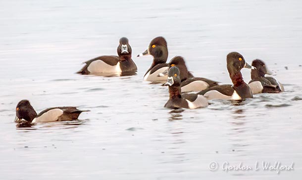Convention Of Ring-necked Ducks DSCN52115