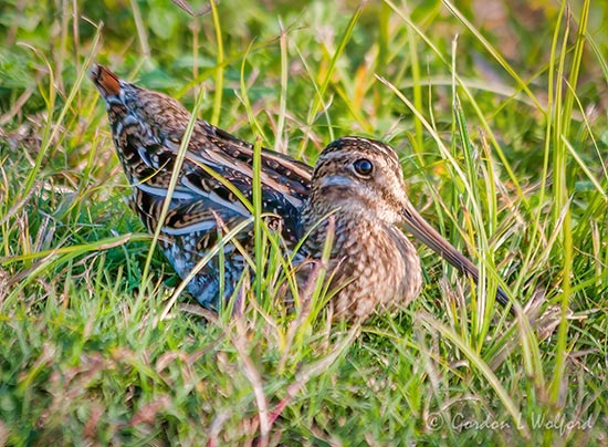 Wilsons Snipe 25496
