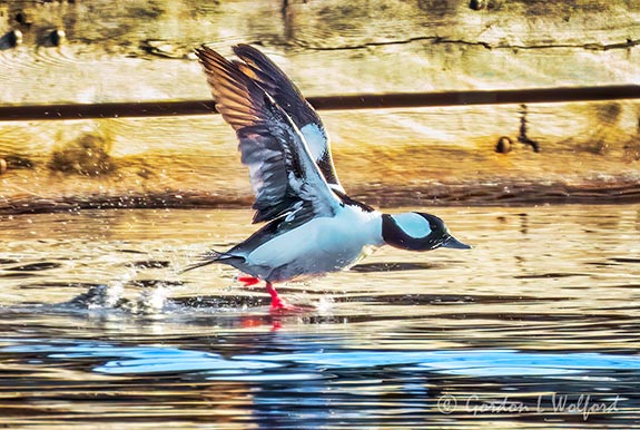Male Bufflehead Duck Taking Flight DSCN52837