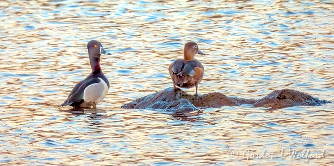 Ring-necked Duck Pair DSCN53175