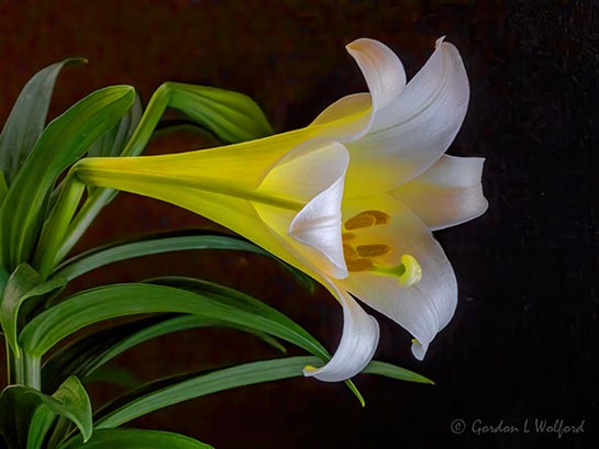 Easter Lily DSCN53132v2