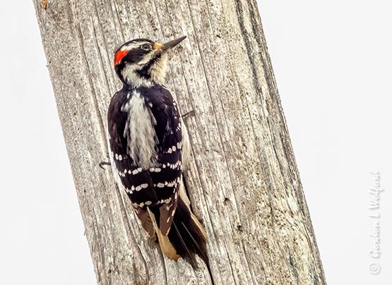 Male Hairy Woodpecker On A Pole DSCN54044
