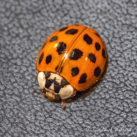 Asian Lady Beetle DSCN53906