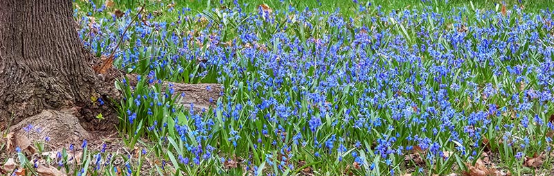 Patch Of Little Blue Wildfowers DSCN54249