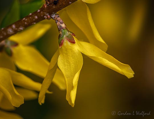 Forsythia Flower Close Up DSCN54301