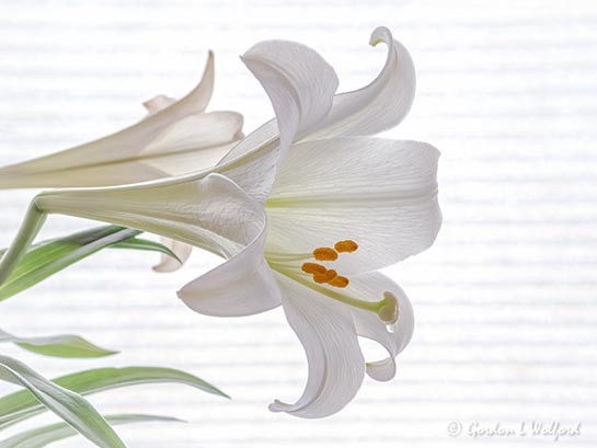 Easter Lily With Weeping Stigma DSCN54634