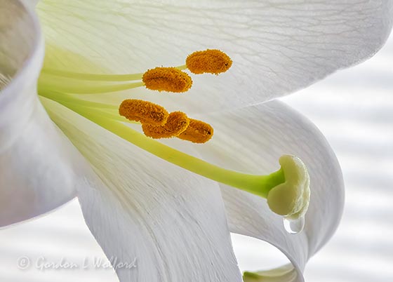 Easter Lily Stamens & Dripping Stigma DSCN54611