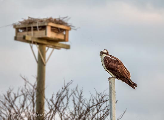 Osprey Outside The Box DSCN55204