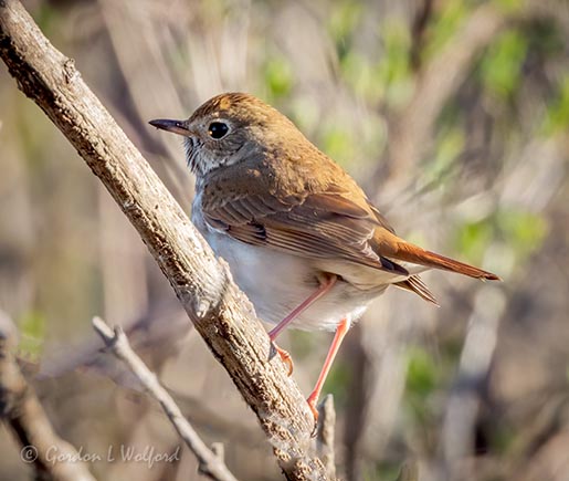 Hermit Thrush DSCN55574