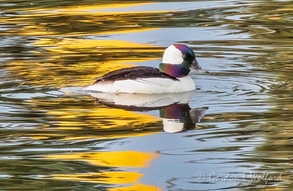 Male Bufflehead Duck DSCN55487