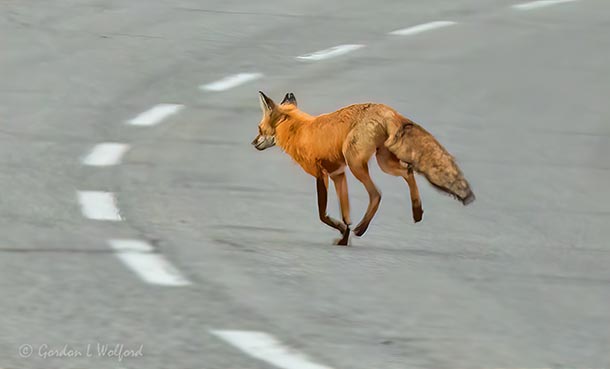 Red Fox Running Across A Highway DSCN57051