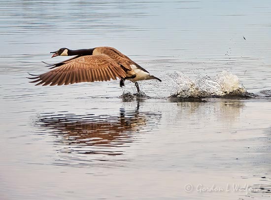 Canada Goose On The Run DSCN57073
