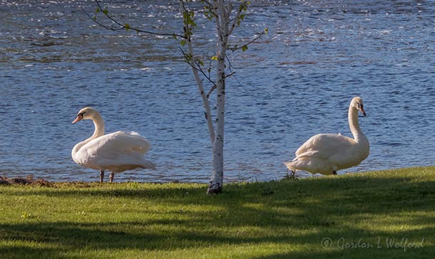 Town Swans On Turtle Island DSCN58209