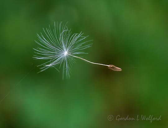 Suspended Dandelion Seed DSCN59658