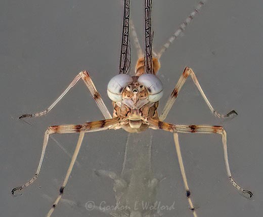 White-eyed Mayfly On Glass Head-on DSCN60393 (crop)