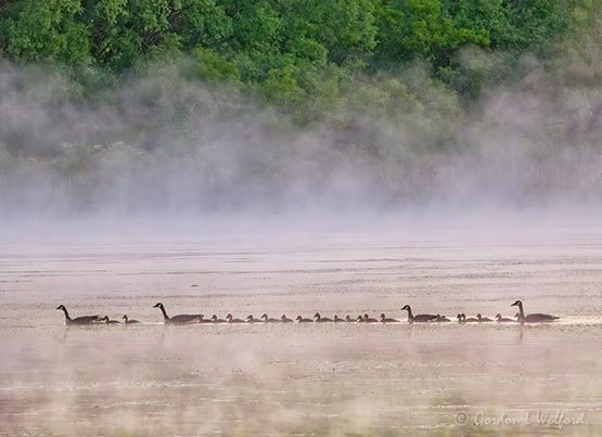 Gosling Train In Early Morning Mist DSCN60776