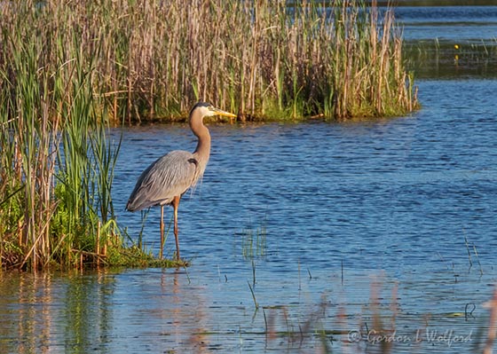 Great Blue Heron In The Swale DSCN60608