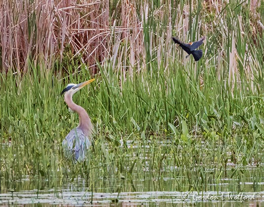 Red-winged Blackbird Mobbing a Great Blue Heron DSCN61103