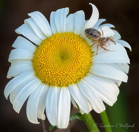 Spider On A Wild Daisy DSCN62341