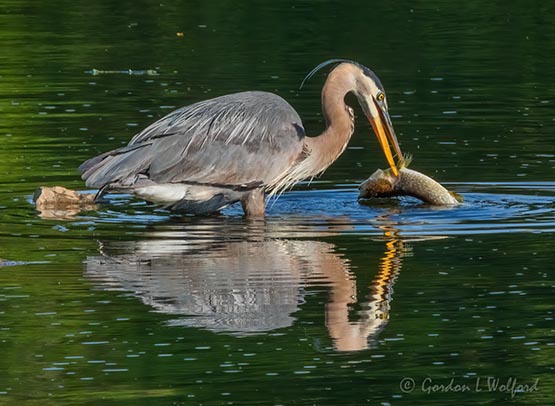 Heron With A Catch Reflected DSCN63143