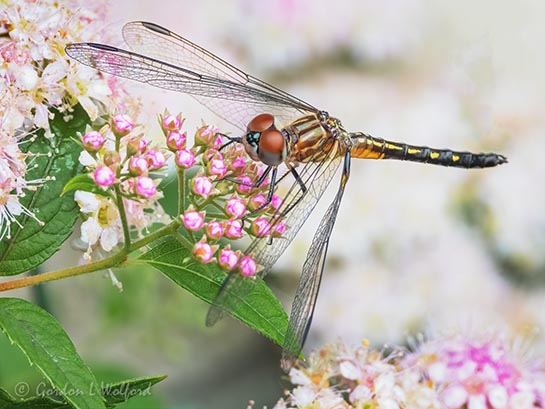 Dragonfly On Pink Spirea DSCN63669